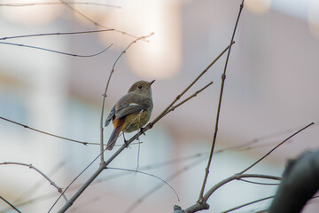 Fototapeta premium ジョウビタキが葉が落ちた枝にとまる