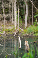 Tote Bäume im Moor - Dead trees in the bog