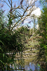 Tote Bäume im Moor - Dead trees in the bog