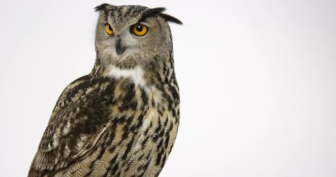 Eurasian eagle owl pearched against white background breathing steadily - wide shot