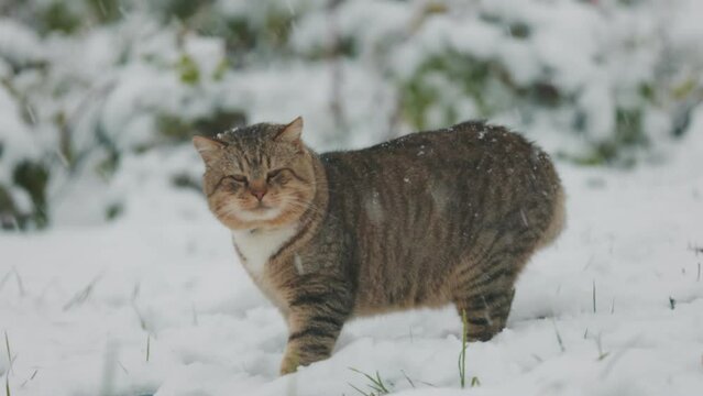cat walks in the snowy weather in the garden