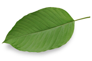  Kratom (Mitragyna speciosa Korth.)isolated on white background. This has clipping path.