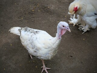 one of the animals in the zoo for education