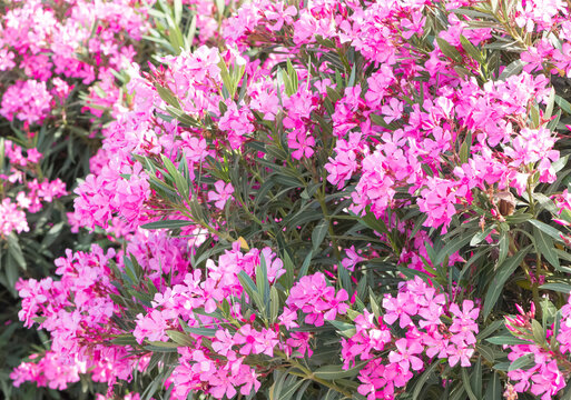 plant and flower images. Photos of oleander flowers in various colors.