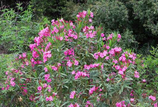plant and flower images. Photos of oleander flowers in various colors.