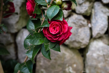 dark cherry blooming rose with emerald elegant leaves with stone grey background out of focus. antique drywall. masonry without cement. floriculture, landscape design. Red petal flower outdoors. 
