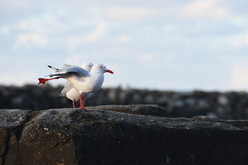 Silver Gull is stretching its leg standing on rocks of  Yamba, NSW, Australia