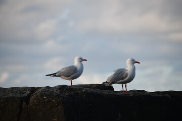 A couple of  Silver Gull on rocks is posing for you at Yamba, NSW, Australia