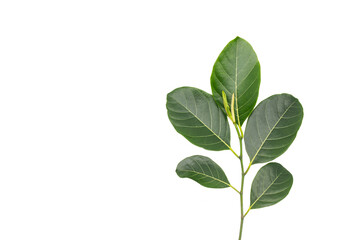 Leaves of jackfruit isolated on a white background