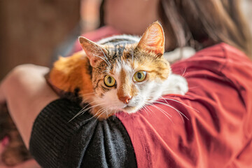 Frightened tricolor cat in hands of girl volunteer. Shelter for homeless animals