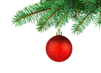 Green spruce tree and red shiny toy. Isolated branch and holiday decor on white background. Merry Christmas. Happy New Year