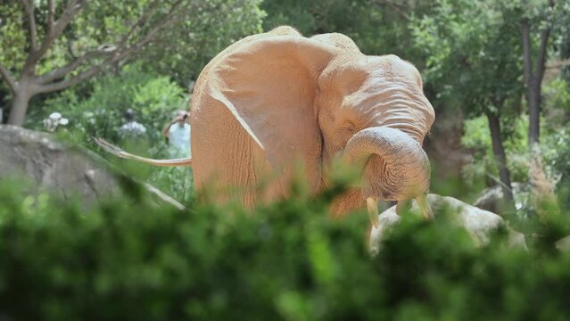 Elephant Throwing Gravel at its own Body with its Trunk