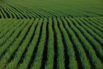 green rice field