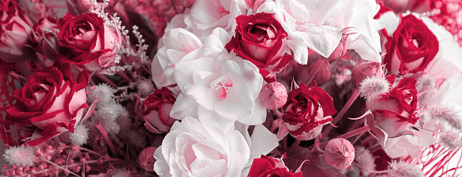 A colorful blossoming flower bouquet of red and white roses and freesia close up. Beautiful floral background. Panoramic banner. Trendy Toned in Color of the year 2023, Viva Magenta. 