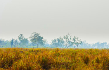 Obraz premium Plain with Elephant grass in Kaziranga National Park, India