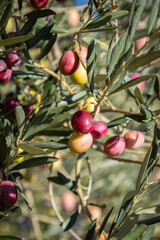branches d'olivier pleines d'olives en gros plan
