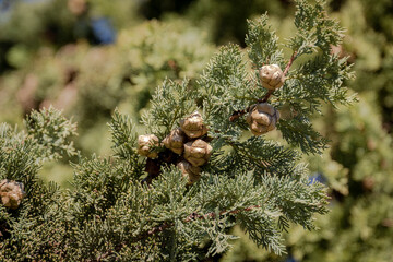 branches de cyprès en gros plan