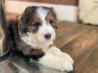 Bernedoodle puppy  on the porch
