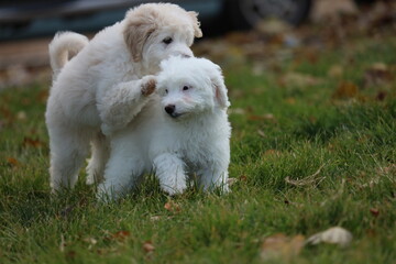 white bernedoodle puppies on grass playing 