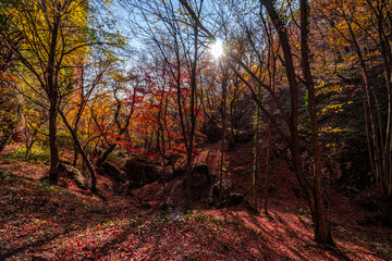 Autumnal landscape of Birtvisi canyon