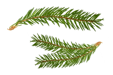 Fir branch isolated. christmas tree.Christmas green spruce branch. green fir tree branch, isolated on transparent background png	