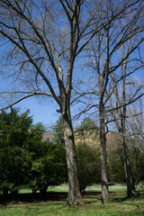 Tall bare trees in the garden