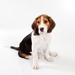 Beagle