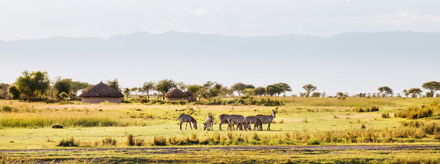 Obraz na płótnie Canvas Grant's Zebra herd standing in the Ngorongoro Crater Conservation Area, Tanzania, East Africa. Beauty in wild nature and traveling concept.