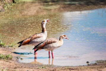 Egyptian goose cute couple birds on the Ngorongoro Conservation Area lake bank, Tanzania, Eastern Africa.