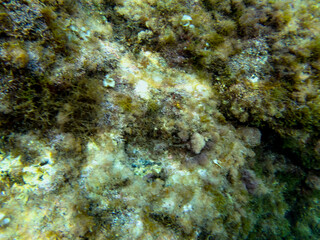 Fondale marino Acitrezza