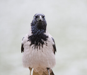 Crow with eyes closed.