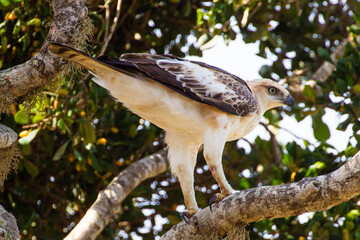 A white changeable Hawk-eagle on a branch in Yala