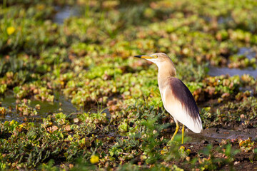 Indian pond heron hunting at the water's edge in Yala, Sri Lanka