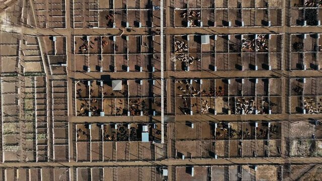 Aerial of stockyard in Oklahoma City. Top down aerial of animals in pens. Cattle in OKC.
