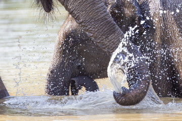 Mom and calf Asiatic Elephant playing in a water hole in Yala, Sri Lanka