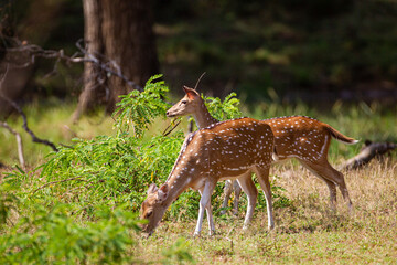 Spotted deer feeding on the bushes of Yala, Sri Lanka
