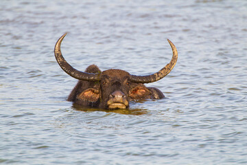 Herd of Asiatic buffalo at a waterhole in Yala, Sri Lanka