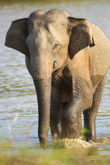 Fototapeta na wymiar Asiatic Elephant walking around a waterhole 