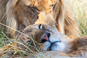 Sleeping lions in the shade at the african savanna