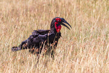 Beautiful Southern ground hornbill bird in tall grass © Lars Johansson