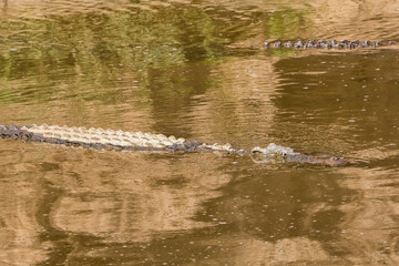 Swimming Nile crocodiles in a African river