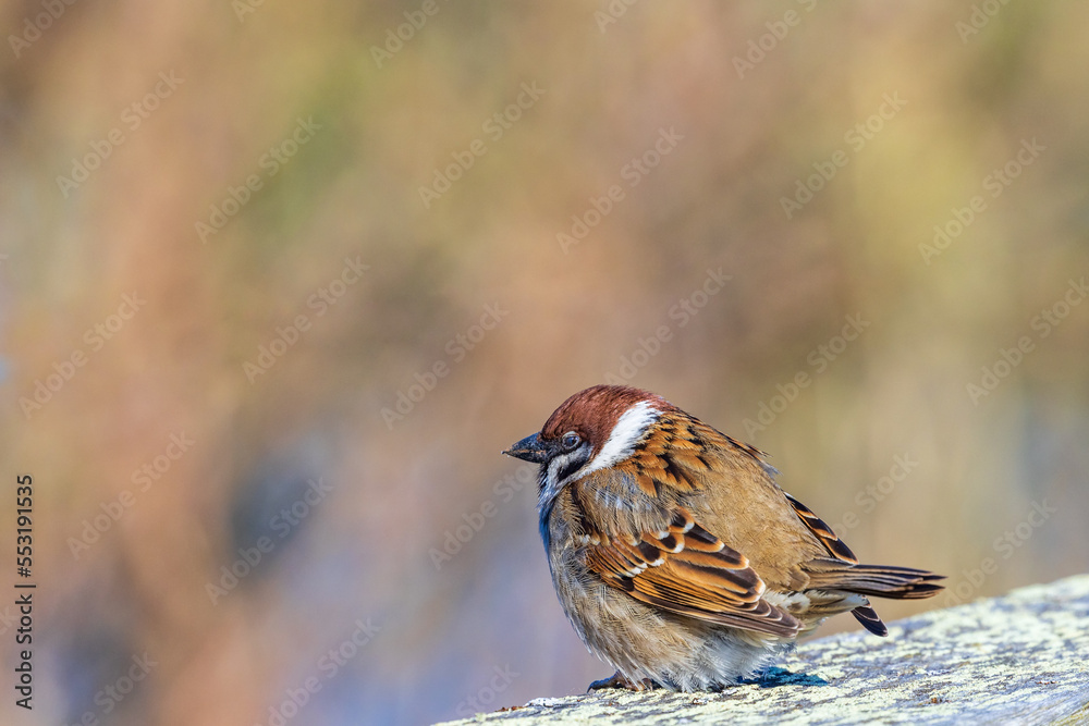 Wall mural Beautiful Eurasian tree sparrow resting in the sunlight