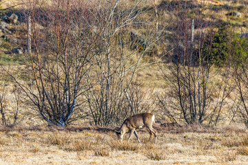 Roe deer grazing on a meadow