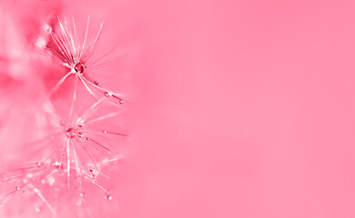 Abstract pink background with fluffy flower dandelion in drops of water close up toned viva magenta...