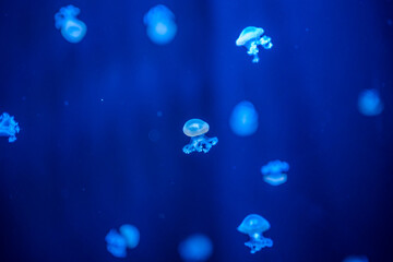 Beautiful jellyfish in the neon light in aquarium, nature background