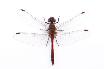 Dragonfly the yellow legged meadowhawk or autumn meadowhawk, Sympetrum vicinum, isolated on a white background