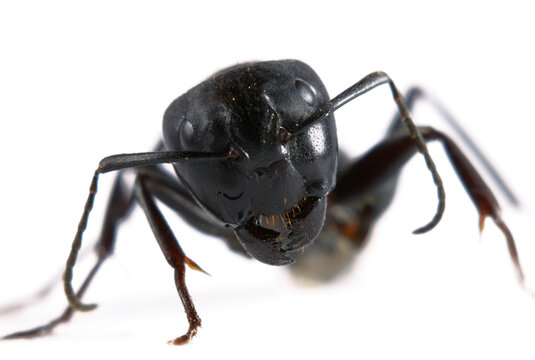 Head of a black ant, Camponotus modoc, isolated on a white background