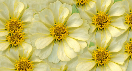 yellow flowers on a white bouquet of flowers background for wallpaper PNG transparent format 
