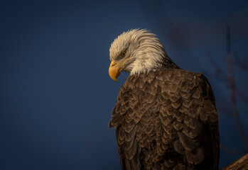 Portrait of a female Bald Eagle