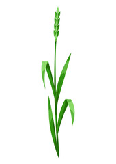 Illustration of herb and cereal grass. Beautiful decorative spring plant.